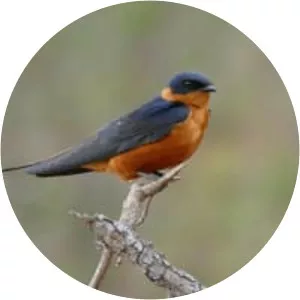 Red-breasted swallow - Bird