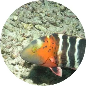 Red-breasted wrasse