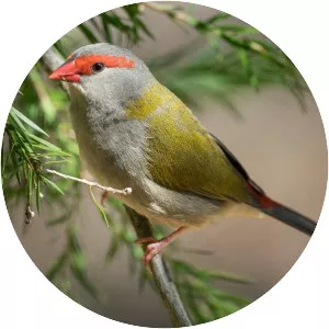 Red-browed finch