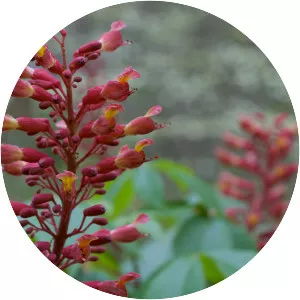 Red buckeye - Plants
