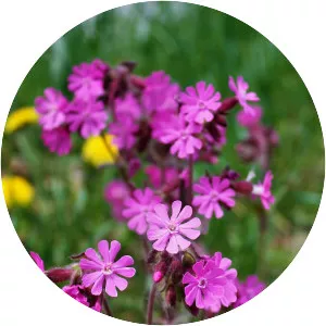 Red campion