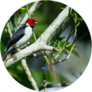 Red-capped cardinal
