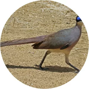 Red-capped coua