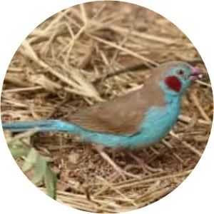 Red-cheeked cordon-bleu