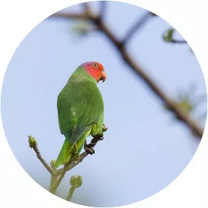 Red-cheeked parrot
