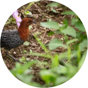Red-chested flufftail - Bird