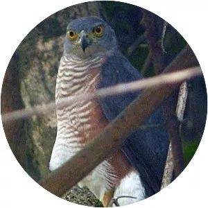 Red-chested goshawk