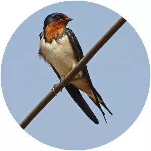 Red-chested swallow