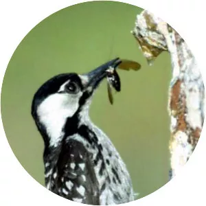 Red-cockaded woodpecker
