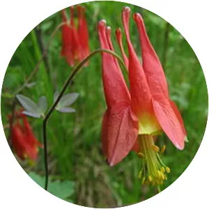 Red columbine