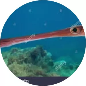 Red cornetfish