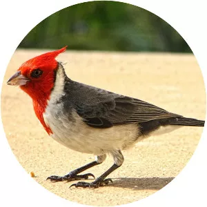 Red-crested cardinal