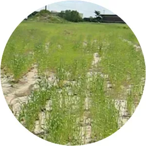 Red Crown Tourist Court