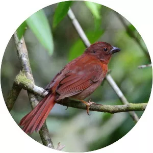 Red-crowned ant tanager - Bird