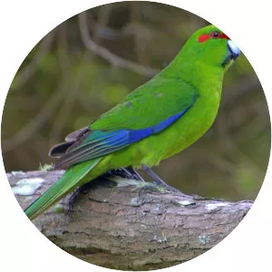Red-crowned parakeet