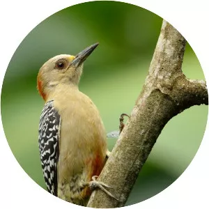 Red-crowned woodpecker