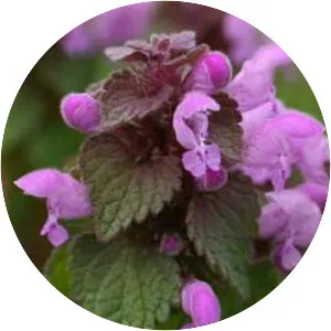 Red deadnettle - Plants