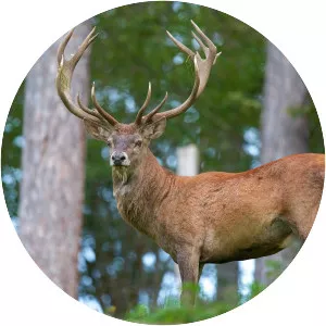 Red deer
