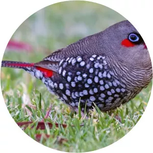 Red-eared firetail