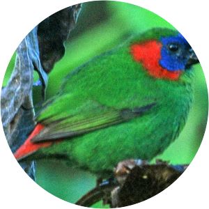 Red-eared parrotfinch