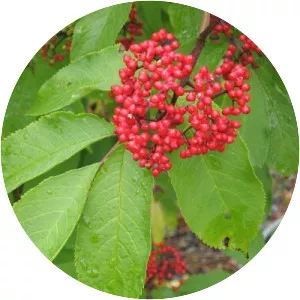 Red elderberry