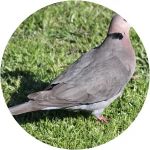 Red-eyed dove