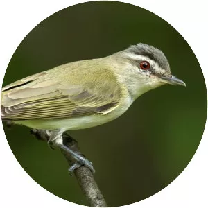 Red-eyed vireo photograph