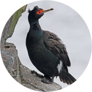 Red-faced cormorant - Birds