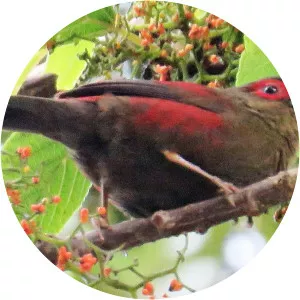 Red-faced crimsonwing - Birds