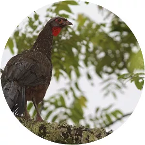 Red-faced guan
