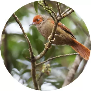 Red-faced spinetail - Bird
