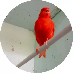 Red factor canary
