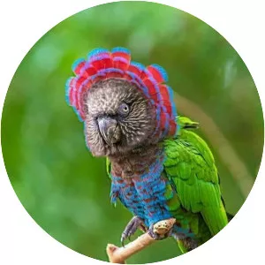 Red-fan parrot