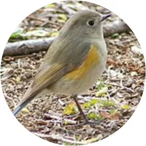 Red-flanked bluetail