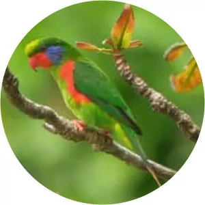 Red-flanked lorikeet