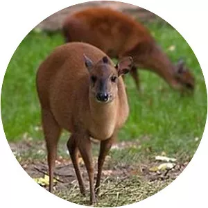 Red forest duiker - Animal