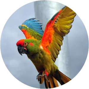 Red-fronted macaw - Birds