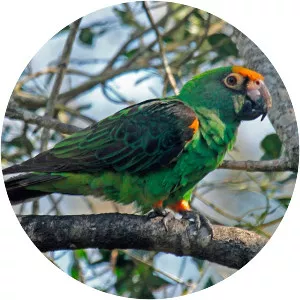 Red-fronted parrot