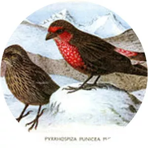 Red-fronted rosefinch - Bird