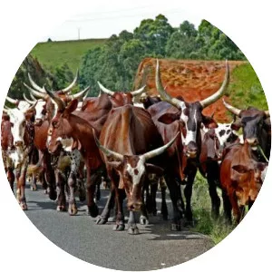 Red Fulani cattle