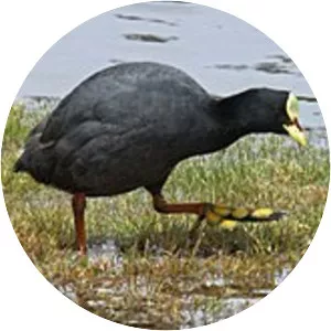 Red-gartered coot