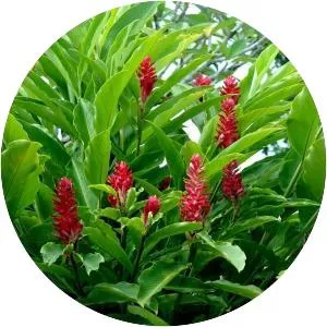Red ginger - Plants