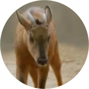 Red goral - Animal