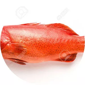 Red grouper - Fish