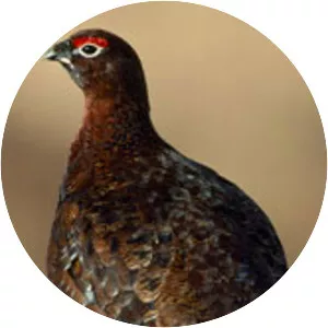 Red grouse