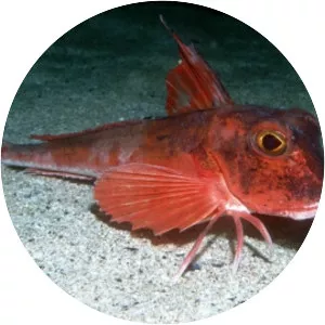 Red gurnard