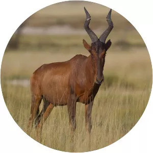 Red hartebeest
