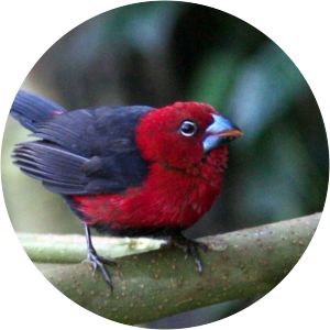 Red-headed bluebill - Birds
