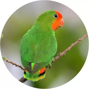 Red-headed lovebird - Birds