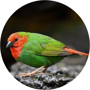 Red-headed parrotfinch - Birds